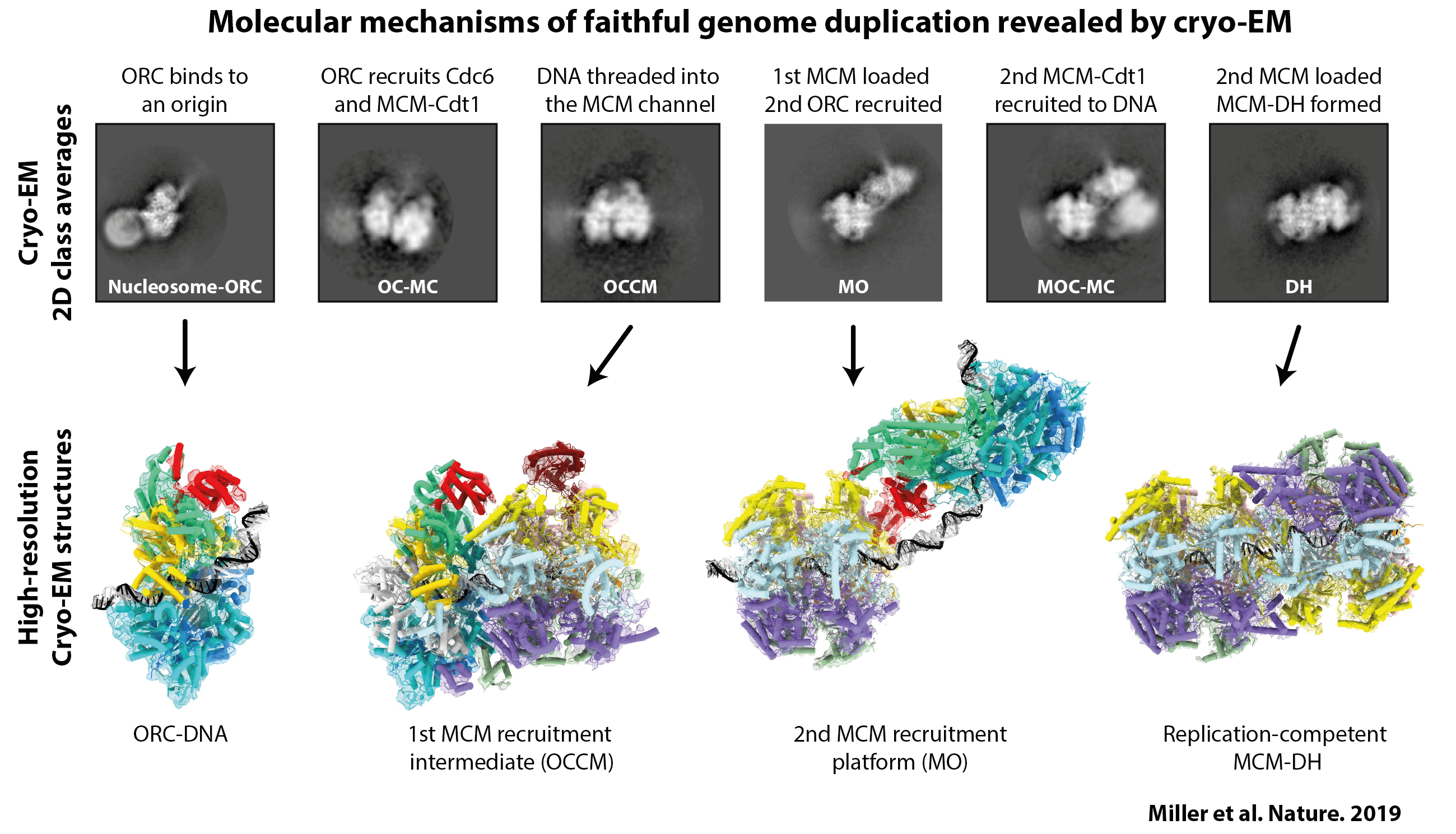 Molecular mechanisms of faithful genome duplication revealed by cryo-EM