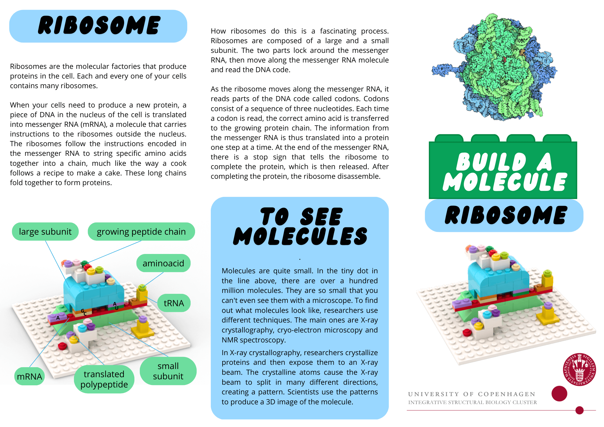 Ribosome explanation