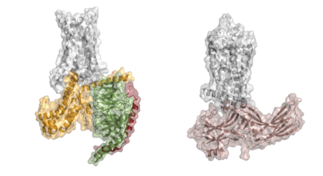 GPCR structural biology